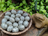 Polished Dalmatian Jasper Gemstone Eggs - Sold Per Item - From Chihuahua Mexico