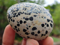 Polished Dalmatian Jasper Gemstone Eggs - Sold Per Item - From Chihuahua Mexico