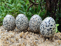 Polished Dalmatian Jasper Gemstone Eggs - Sold Per Item - From Chihuahua Mexico