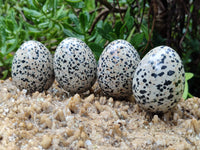 Polished Dalmatian Jasper Gemstone Eggs - Sold Per Item - From Chihuahua Mexico