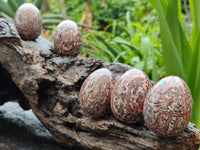 Polished Snakeskin Rhyolite Jasper Gemstone Eggs - Sold Per Item - From Australia