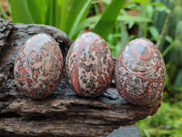 Polished Snakeskin Rhyolite Jasper Gemstone Eggs - Sold Per Item - From Australia