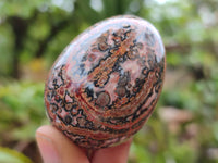 Polished Snakeskin Rhyolite Jasper Gemstone Eggs - Sold Per Item - From Australia