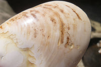 Polished Bivalve Fossil Clams x 6 From Madagascar