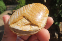 Polished Bivalve Fossil Clams x 6 From Madagascar