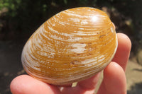 Polished Bivalve Fossil Clams x 6 From Madagascar