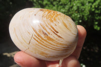 Polished Bivalve Fossil Clams x 6 From Madagascar