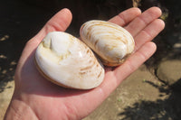 Polished Bivalve Fossil Clams x 6 From Madagascar