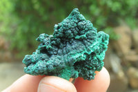 Natural Silky Malachite Specimens x 20 From Kasompe, Congo