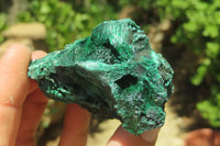 Natural Silky Malachite Specimens x 12 From Kasompe, Congo