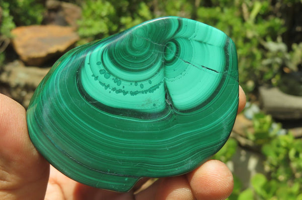 Polished Flower Banded Malachite Free Forms x 6 From Congo