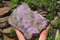 Natural Stichtite Specimens x 2 From Barberton, South Africa