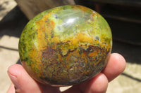 Polished Green Opal Palm Stones x 12 From Madagascar