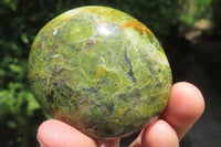 Polished Green Opal Palm Stones x 12 From Madagascar