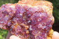 Natural Amethystos Amethyst Specimens x 12 From Kwaggafontein, South Africa