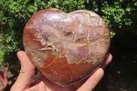 Polished Red Podocarpus Petrified Wood Hearts x 2 From Madagascar