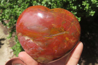 Polished Red Podocarpus Petrified Wood Hearts x 2 From Madagascar