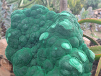 Natural Botryoidal Malachite Specimen x 1 From Congo