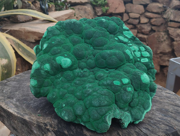 Natural Botryoidal Malachite Specimen x 1 From Congo