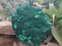 Natural Botryoidal Malachite Specimen x 1 From Congo