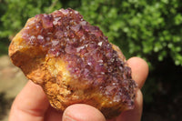 Natural Amethystos Amethyst Specimens x 12 From Kwaggafontein, South Africa