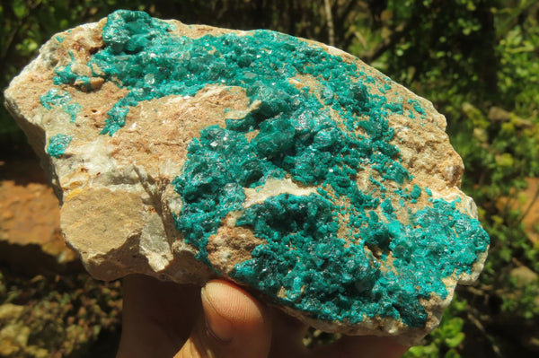 Natural Dioptase On Dolomite Specimen x 1 From Likasi, Congo