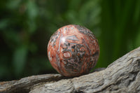 Polished Snakeskin Rhyolite Jasper Sphere - Ball - sold per item - From Australia