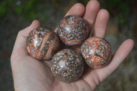 Polished Snakeskin Rhyolite Jasper Sphere - Ball - sold per item - From Australia