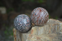 Polished Snakeskin Rhyolite Jasper Sphere - Ball - sold per item - From Australia