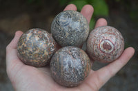 Polished Snakeskin Rhyolite Jasper Sphere - Ball - sold per item - From Australia