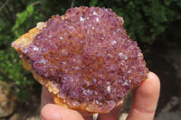 Natural Amethystos Amethyst Specimens x 12 From Kwaggafontein, South Africa