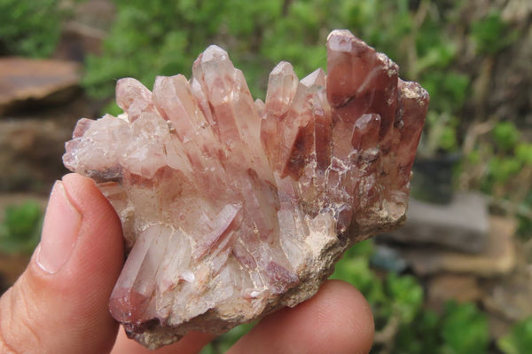 Natural Red Hematoid Quartz Crystal Specimens x 12 From Zimbabwe