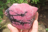 Polished On One Side Rhodonite x 5 From Madagascar