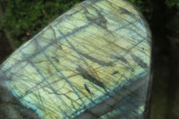 Polished Labradorite Standing Free Form x 1 From Tulear, Madagascar