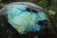 Polished Labradorite Standing Free Forms x 3 From Tulear, Madagascar