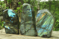 Polished Labradorite Standing Free Forms x 3 From Tulear, Madagascar