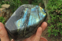 Polished Labradorite Standing Free Forms x 3 From Tulear, Madagascar