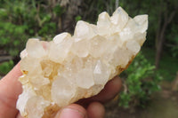 Natural Limonite Quartz Clusters x 12 From Zambia