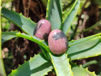 Polished Rhodonite Eggs x 35 From Ambindavato, Madagascar