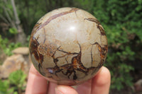 Polished Septerye Spheres x 6 From Mahajanga, Madagascar