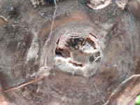 Polished Petrified Wood Slices x 2 From Gokwe, Zimbabwe