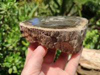 Polished Petrified Wood Slices x 2 From Gokwe, Zimbabwe