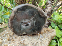 Polished Petrified Wood Slices x 2 From Gokwe, Zimbabwe