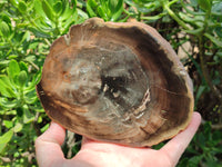 Polished Petrified Wood Slices x 2 From Gokwe, Zimbabwe