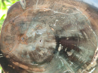 Polished Petrified Wood Slices x 2 From Gokwe, Zimbabwe