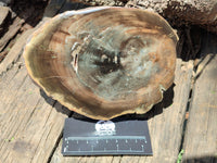 Polished Petrified Wood Slices x 2 From Gokwe, Zimbabwe