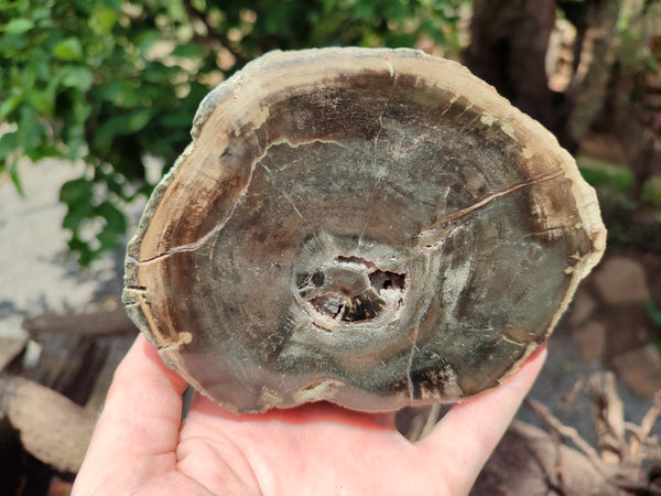 Polished Petrified Wood Slices x 2 From Gokwe, Zimbabwe