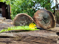 Polished Petrified Wood Slices x 2 From Gokwe, Zimbabwe