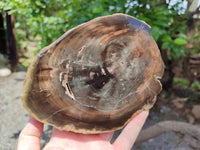 Polished Petrified Wood Slices x 2 From Gokwe, Zimbabwe