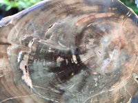 Polished Petrified Wood Slices x 2 From Gokwe, Zimbabwe